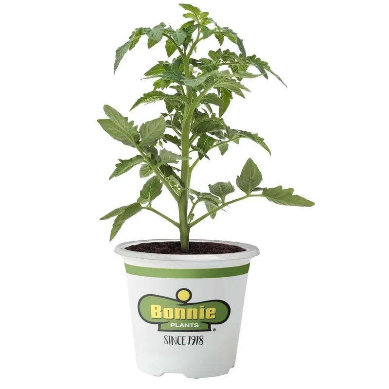 3.5 Inch 11.8 Ounce Tomato-big Boy Plant - Bonnie Plants