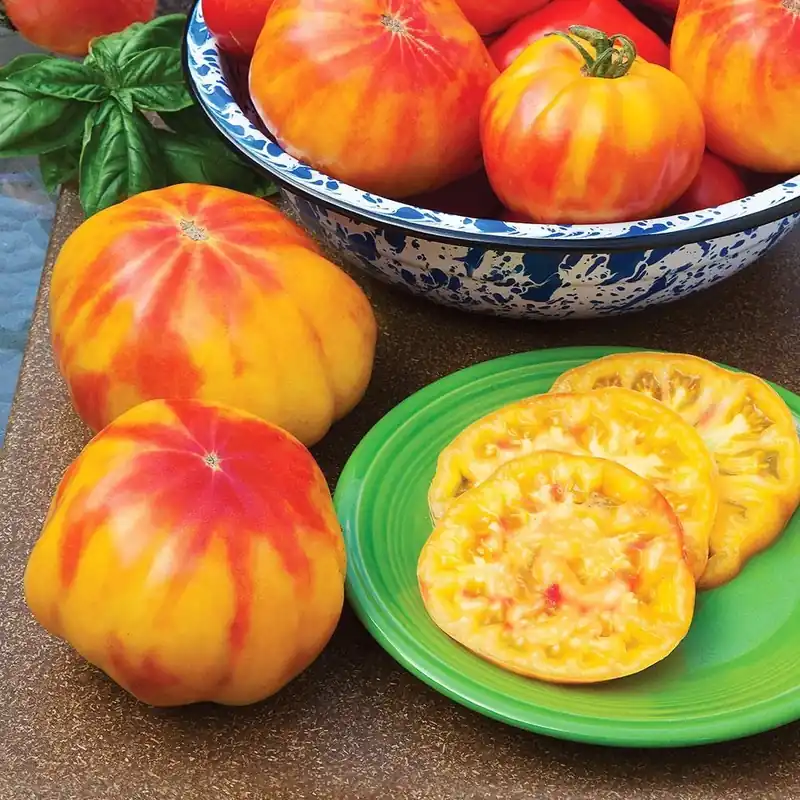 606 Tomato Mr. Stripey Heirloom Plant Pack - Bonnie Plants