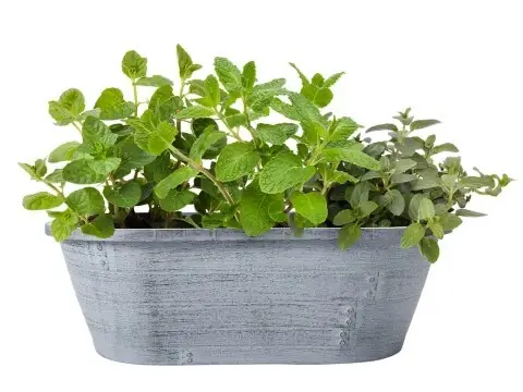 Bonnie Plant 3.35 Gallon Generic Oval Combo Planter For Indoor And Outdoor Use