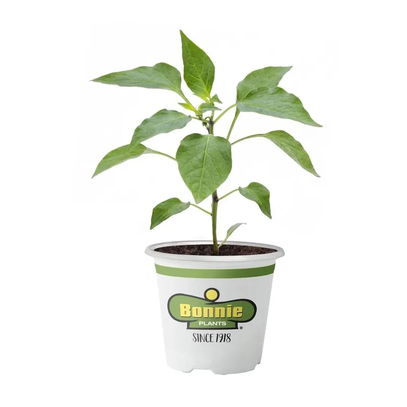 2.32 Quart Pepper-yellow Bell Plant - Bonnie Plants Model 2102
