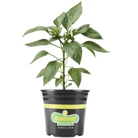 Giant Marconi Pepper 1 Gallon - Sweet Italian Pepper Plant