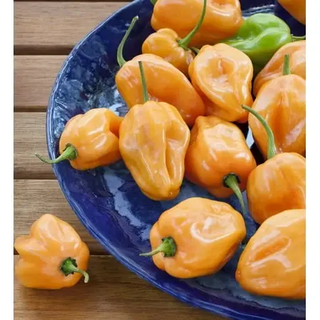 Habanero Hot Pepper 2.32 Quart Potted Plant