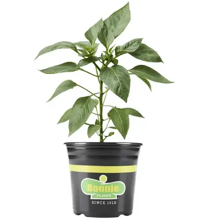 Sandia Pepper Heirloom Chile Pepper 2.32 Quart Container