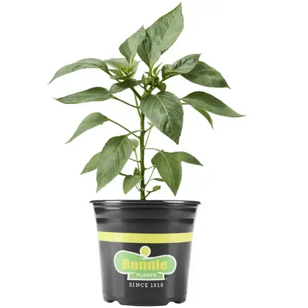 Orange Snacking Pepper, Sweet Snack, Live Plant In 2.32 Quart Pot
