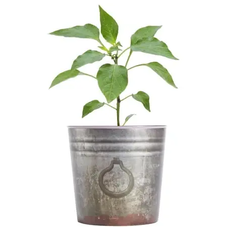 Carolina Reaper Pepper 2.32 Quart - Hot Pepper Plant