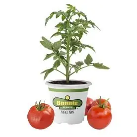 19.3-ounce Tomato Plant - Fresh And Vibrant For Your Garden