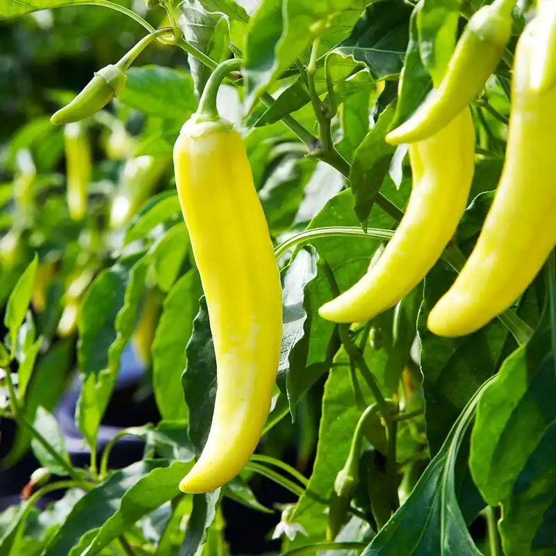 4.5 Inch 19.3 Ounce Pepper-banana Hot Plant - Model 2300