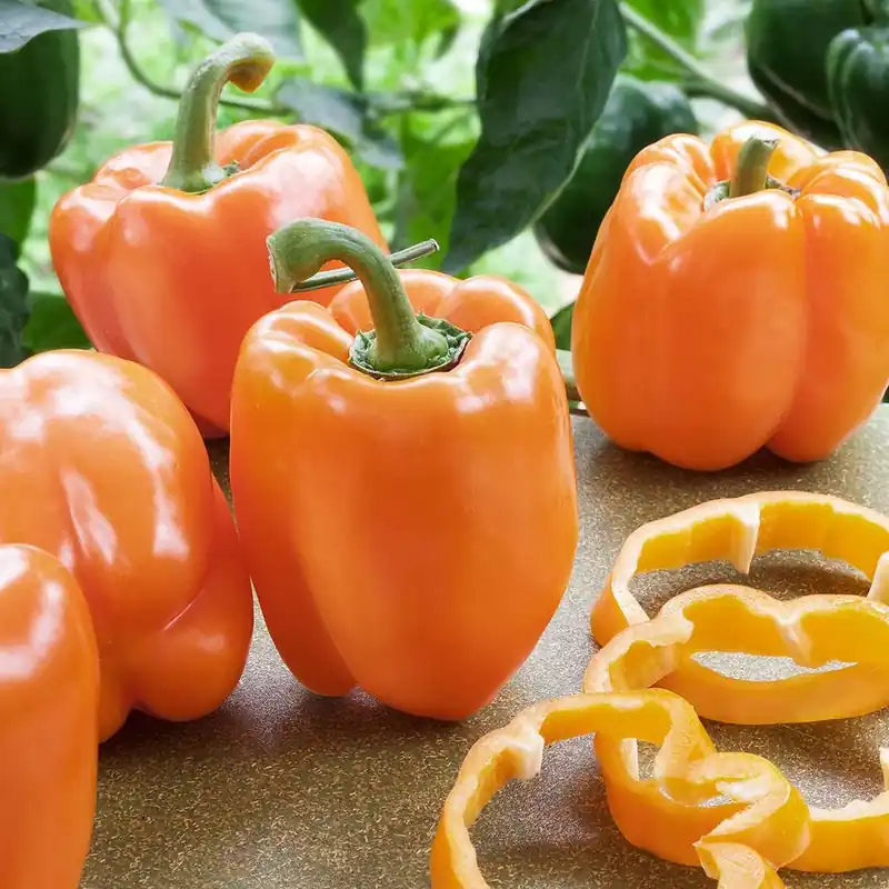 4.5 Inch 19.3 Ounce Pepper-orange Bell Hybrid Vegetable Plant