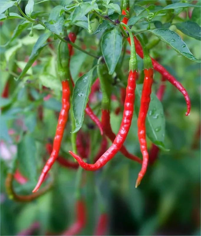 19.3 OZ Pepper-Chili De Arbol-