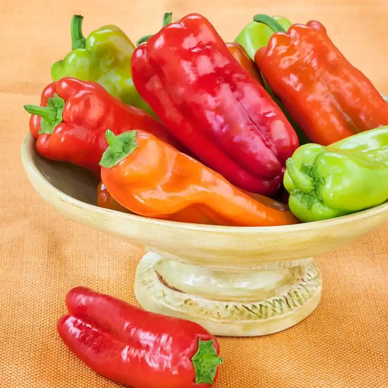 4.5 Inch 19.3 Ounce Pepper-cubanelle Plant - Model 3400