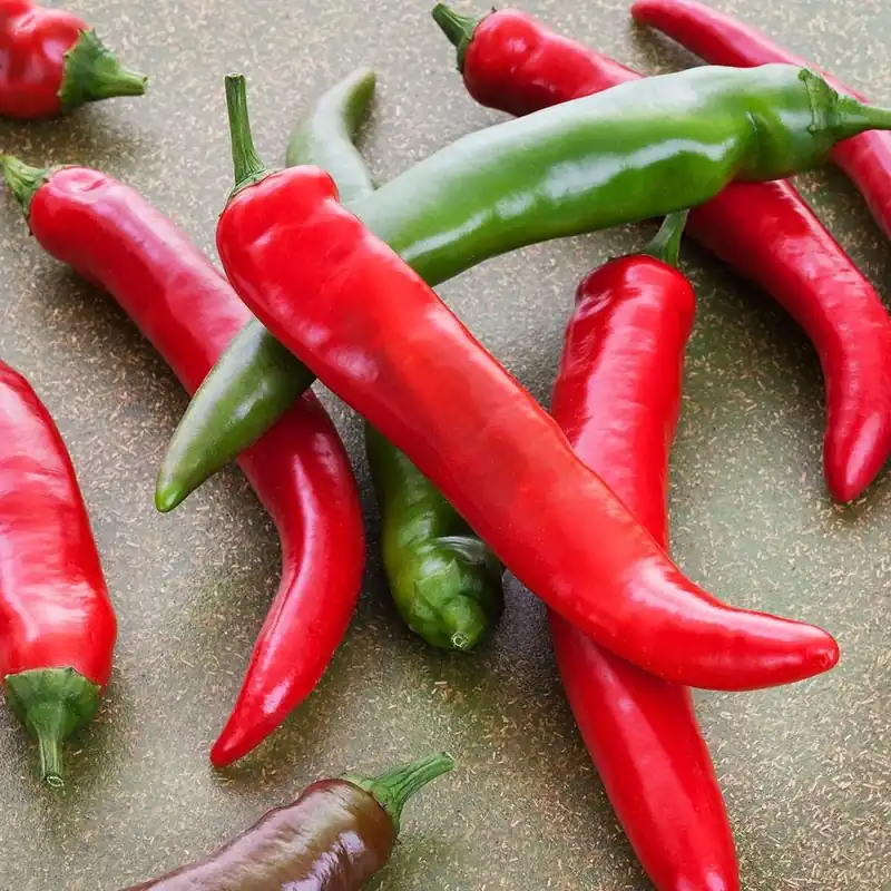 4.5 Inch 19.3 Ounce Pepper-garden Salsa By Bonnie Plants