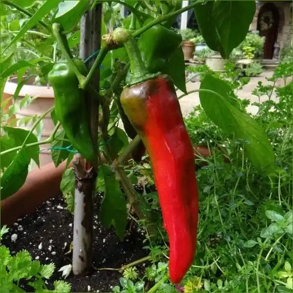 19.3 OZ Pepper-New Mex. 6-4L