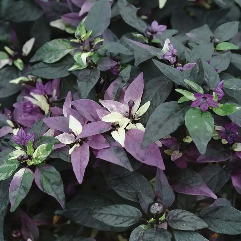 4.5 Inch Pepper Ornamental Purple Flash Plant - Bonnie Plants Model 3301