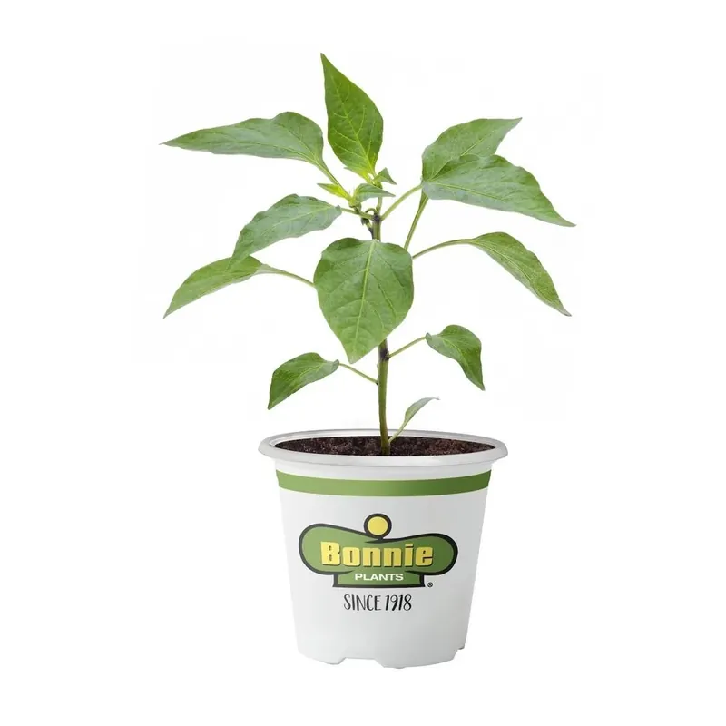 3.5 Inch 11.8 Ounce Pepper-habanero Plant