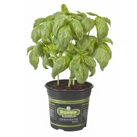 Bonnie 1 Count Varies Plant