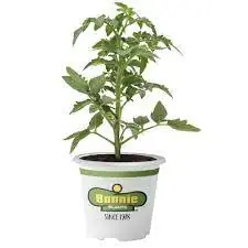 Bonnie Plant Trade Gallon Yellow Assorted - 2.32 Quart