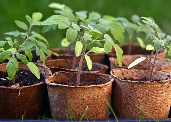 Assorted Vegetable Peat Pots - Eco-friendly Seed Starting Containers