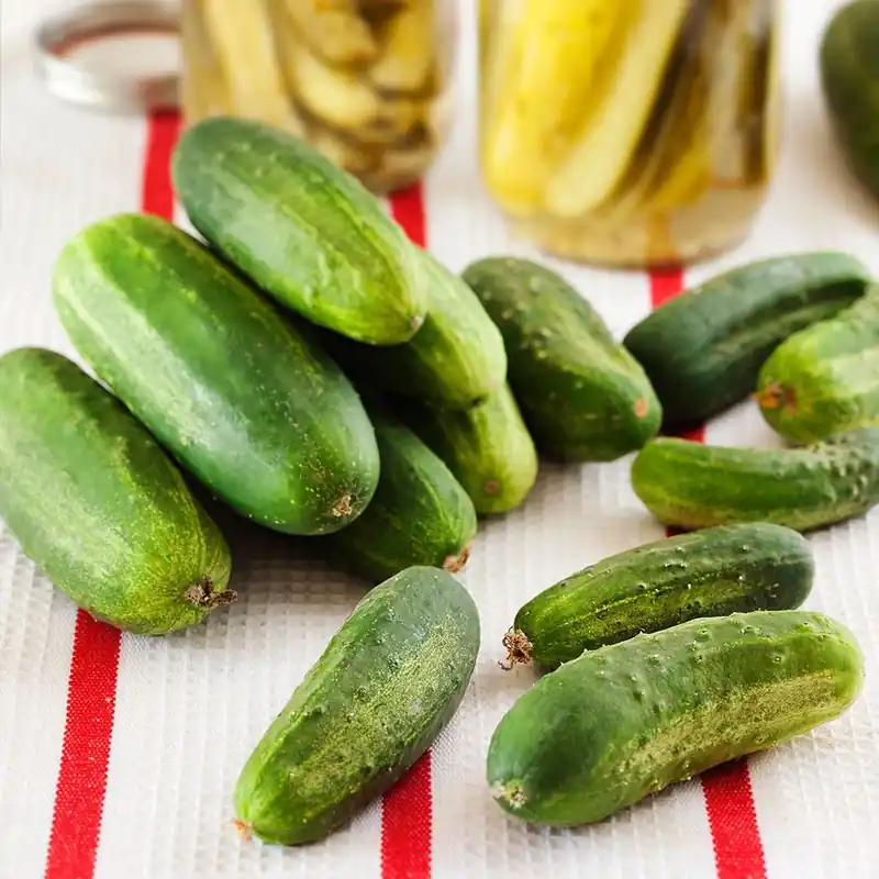 4.5 In. Cucumber-pickling 19.3 Oz. Seedling