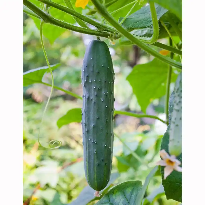 4.5 In. Cucumber-straight 19.3 Oz. Plant - Model 4203