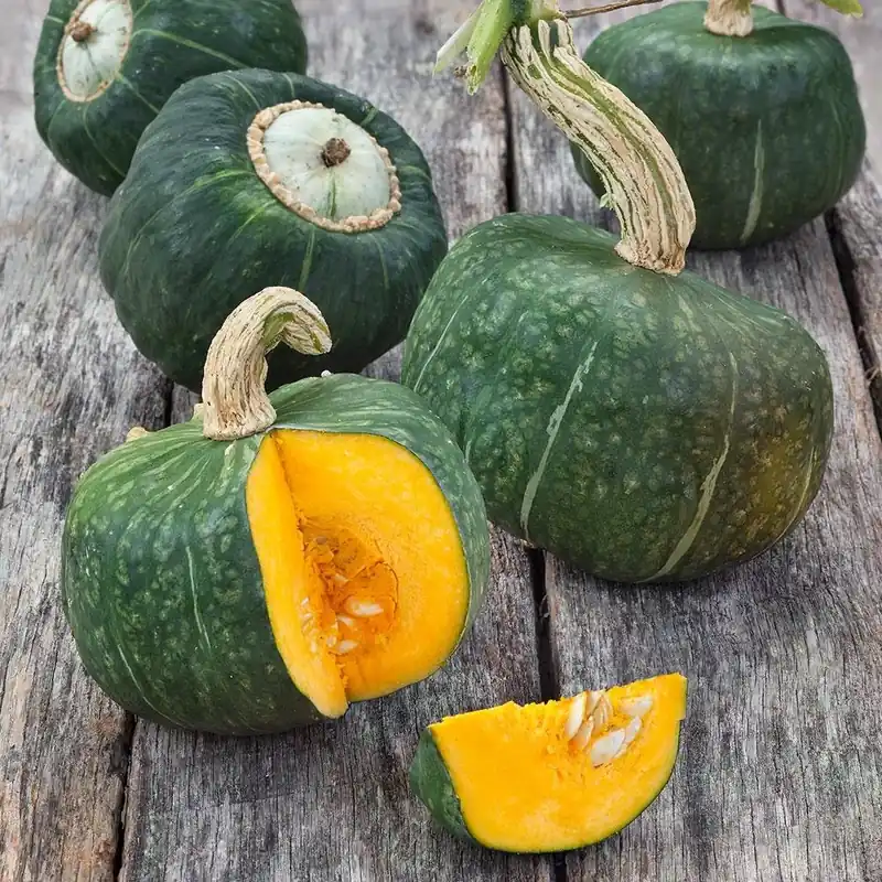 4.5 Inch Squash-buttercup Plant - 19.3 Ounce - Model 4305