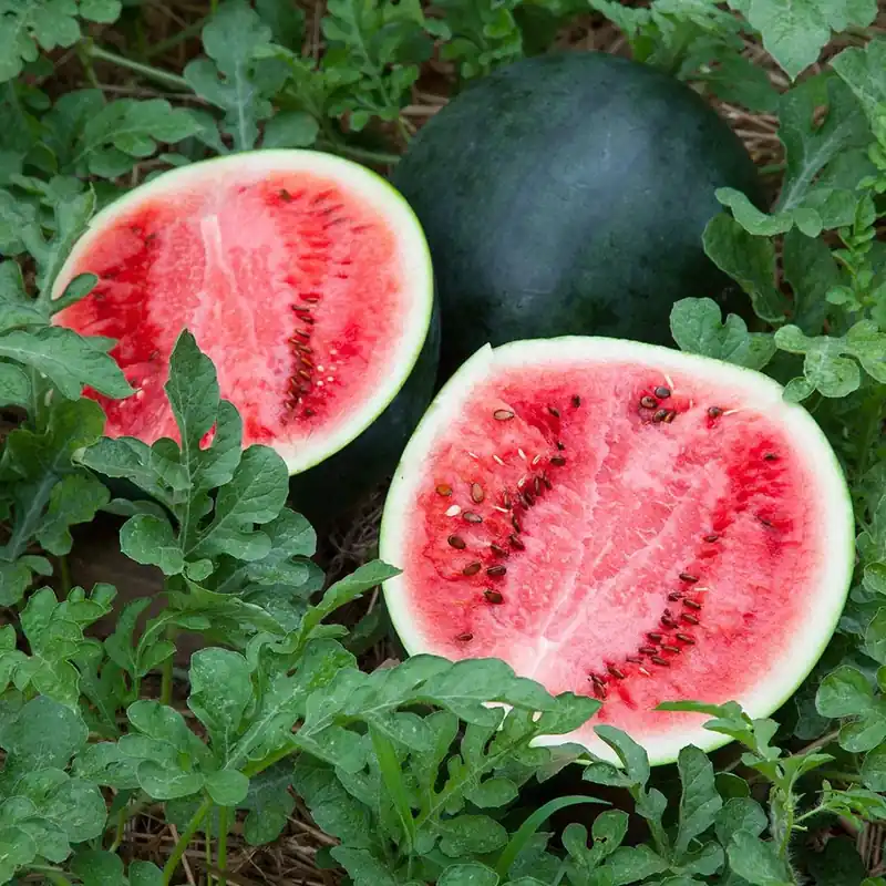 4.5 Inch Watermelon-sugar Baby Plant - 19.3 Ounce