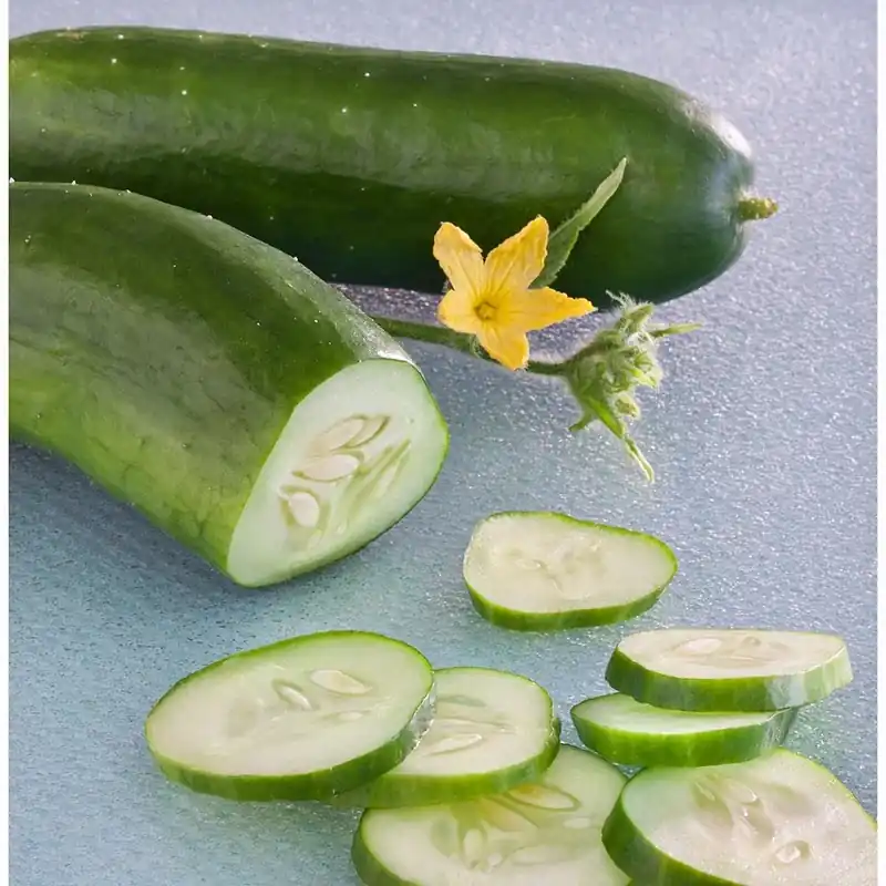 3.5 Inch Cucumber-burpless Bush Hybrid Plant - Model 4201