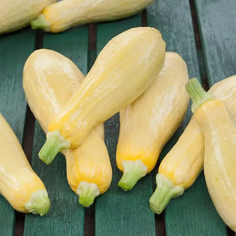 3.5 Inch 11.8 Ounce Squash-straightneck Plant - Bonnie Plants Model 4301