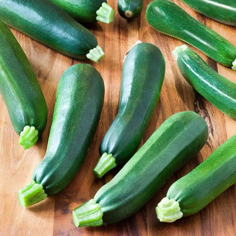 3.5 Inch Squash-zucchini Black Beauty Plant - Model 4302 By Bonnie Plants