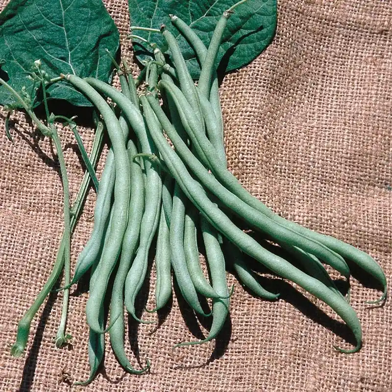 606 Bean-maxibel Seeds - High Yielding Green Beans