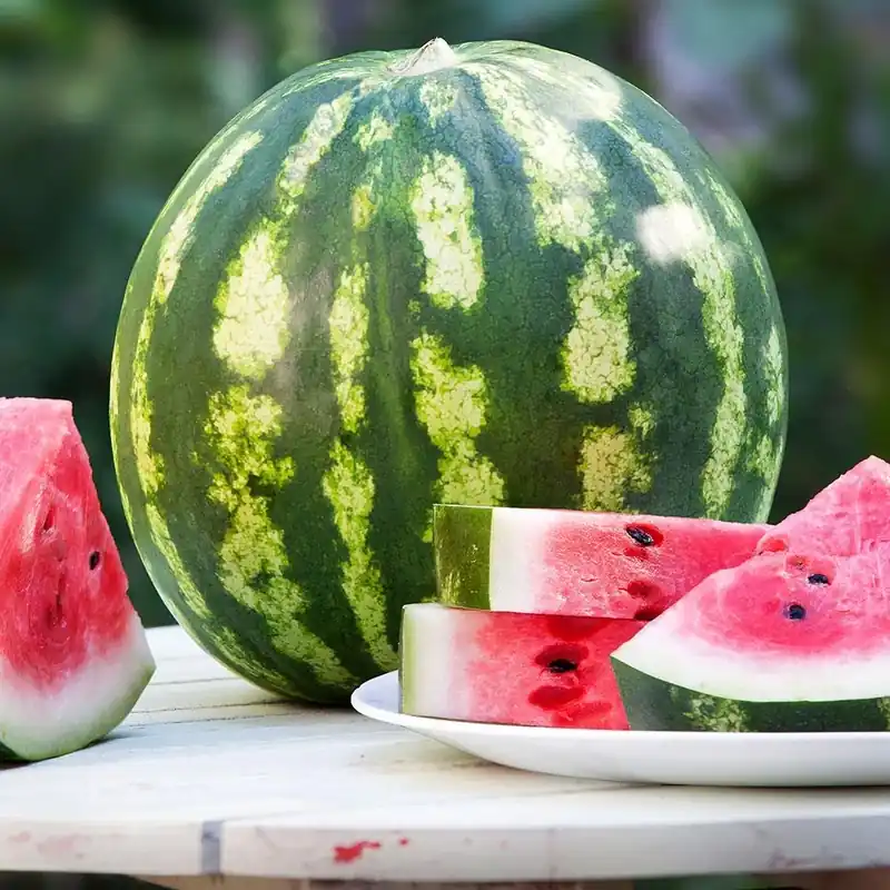 606 Watermelon-crimson Sweet Seeds By Bonnie Plants - Model 4103