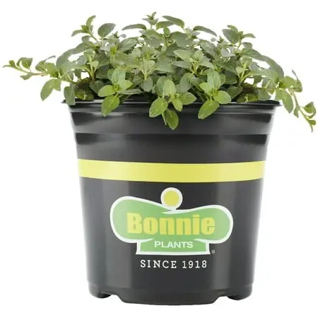 Peppermint Live Plant, 1 Gallon, Mint Flavored Herb For Gardens