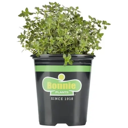 Lemon Thyme 2.32 Quart Herb Plant For Culinary Use