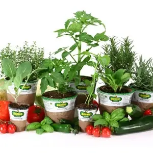 5-in Premium Plant Assorted Vegetables And Herbs For Home Gardening