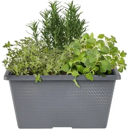 Bbq Herb Combo Live Plants 2 Gallon Full Sun