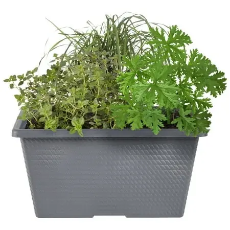 Bug Bouncing Combo Container 2 Gallon - Pest-resistant Plants