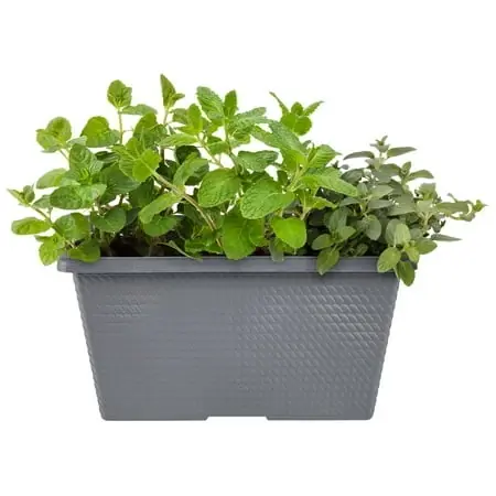 Mixed Mint Combo Live Plants, 2 Gallon, Full Sun Growth