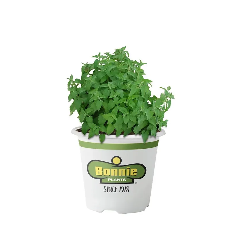 Catnip 4.5 In. Pot, 19.3 Oz. - Perfect For Cats And Gardens