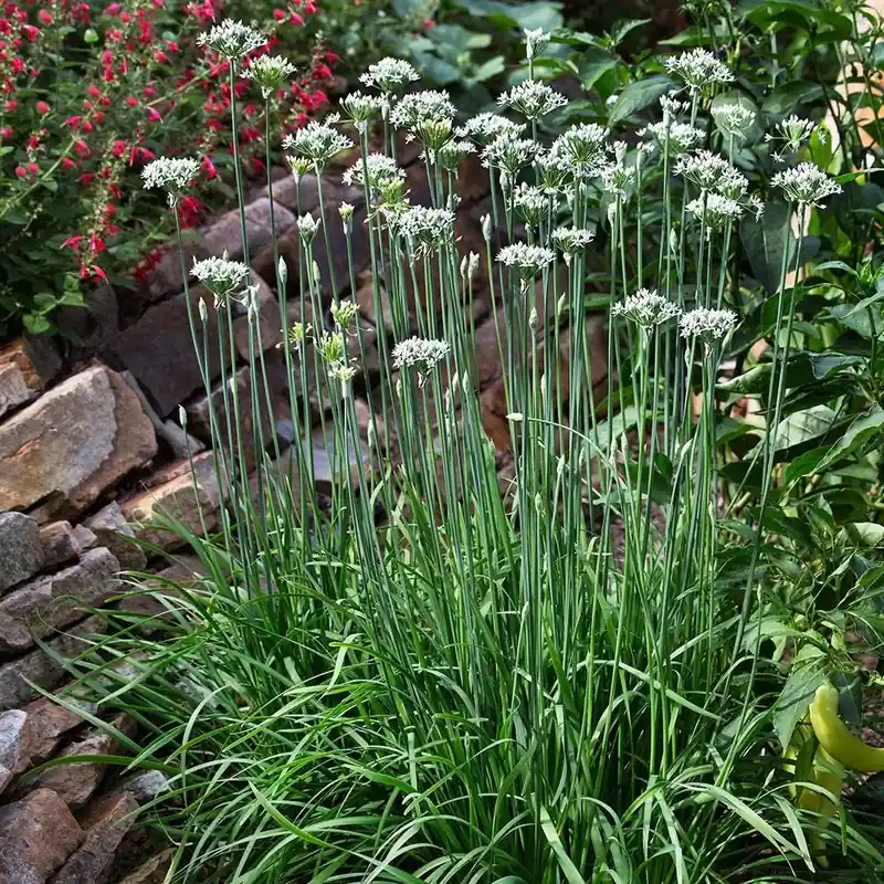 Chives-garlic 4.5 Inch Pot - 19.3 Ounce Fresh Herb