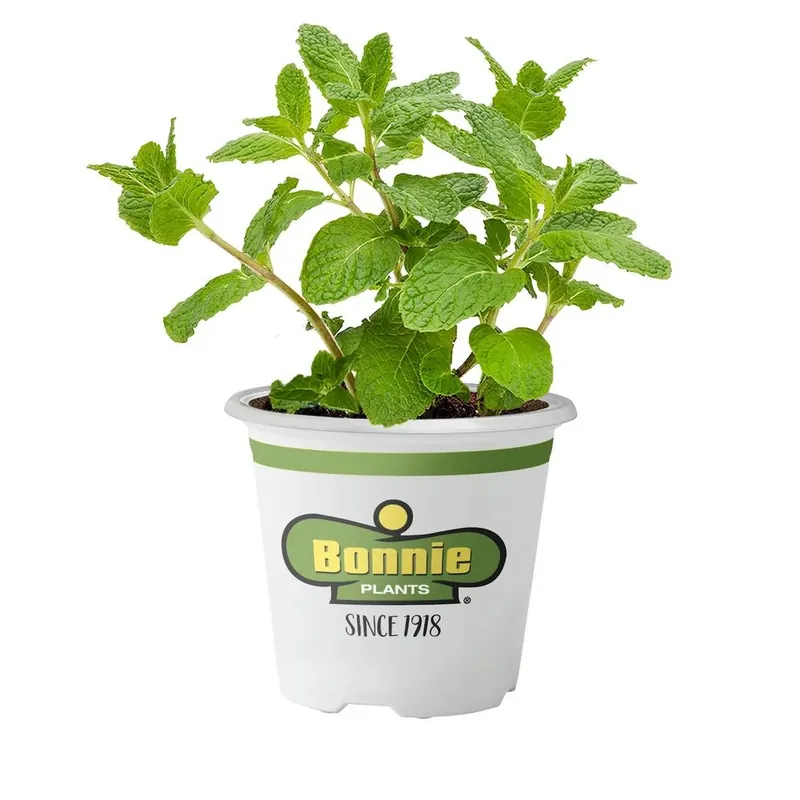 4.5 Inch Sweet Mint Herb - 19.3 Ounce Pot