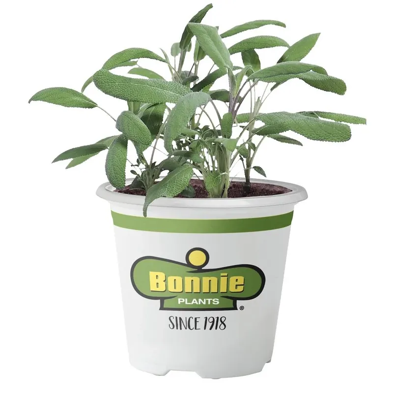 4.5 Inch Green Garden Sage - 19.3 Ounce Pot