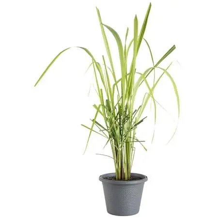 Live Lemongrass, Ornamental Grass, 8 Inch Potted Plant