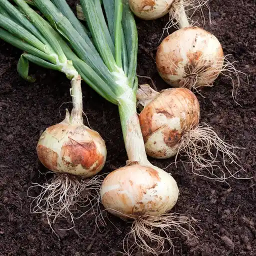 Onion Pack - 8 Bulbs For Planting In Your Garden