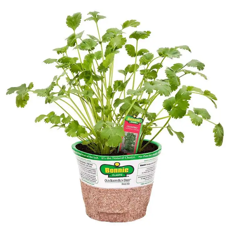 4 Inch Organic Cilantro Plant - 14.6 Ounce Fresh Herb