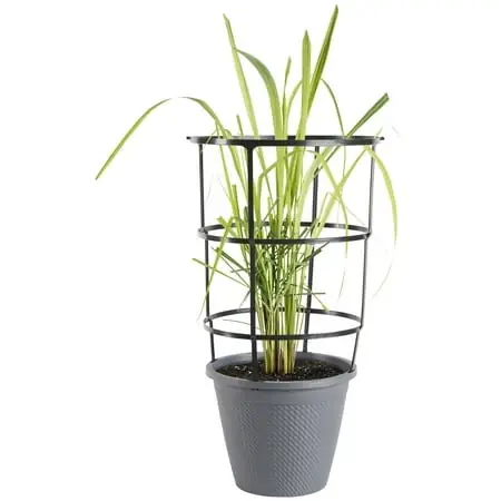 Live Lemongrass Plant In 11 Inch Cage - Ornamental Grass