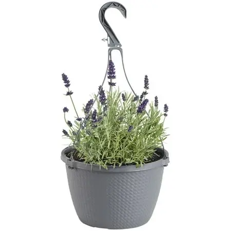 Lavender Live Garden Plants In 10 Inch Basket For Home And Garden