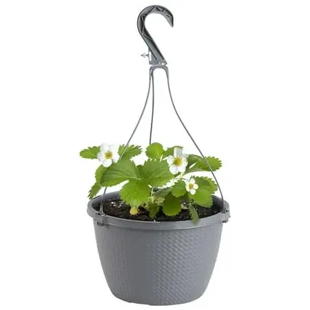 Albion Strawberry Live Plant - 10 Inch Basket, Everbearing Hybrid Fruit