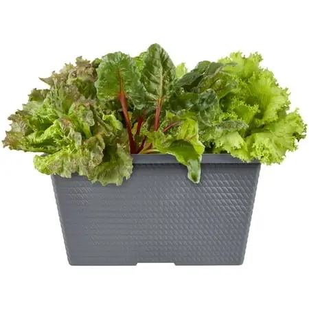 Salad Greens Combo Container 2 Gallon - Fresh Garden Greens