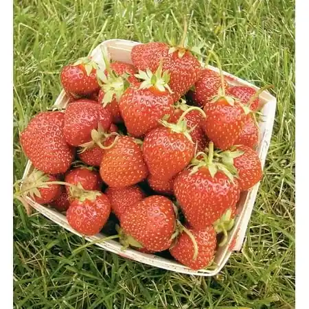 Allstar Strawberry 8 Inch Pot - Fresh, Delicious Strawberries