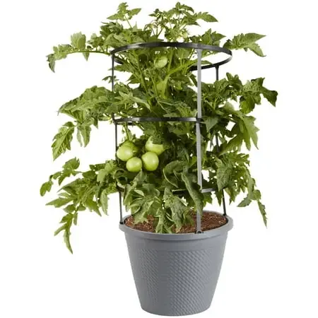 Early Girl Tomato Live Plant In 2.5 Gallon Cage