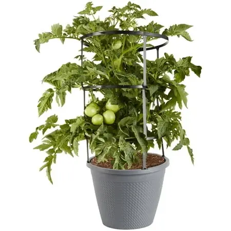 Husky Red Tomato 11-inch Cage For Optimal Growth Support